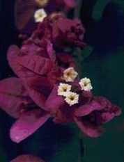 bouganvillea flower remedy