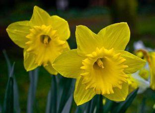 daffodil flower remedy