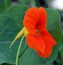 nasturtium flower essence