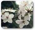 blackthorn flower essence
