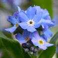 forget me not flower essence