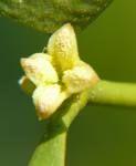 lunar mistletoe flower remedy