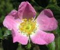 lunar rose flower remedy