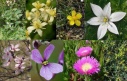 8 flower rescue