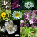 Autism: Flower remedies, Seed and Rock Essence Combination