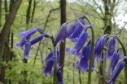 bluebell flower remedy