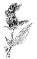 Bugloss Flower Remedy / Essence Echium lycopsis