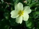 lunar primrose flower remedy