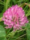 RED CLOVER FLOWER ESSENCE