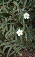 ROCK ROSE FLOWER ESSENCE