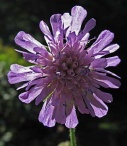 SCABIOUS FLOWER ESSENCE