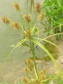 SEDGE FLOWER ESSENCE