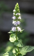 spearmint flower essence