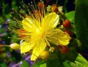 saint johns wort flower essence