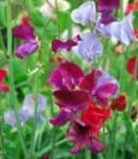 sweet pea flower essence