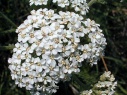 YARROW FLOWER ESSENCE